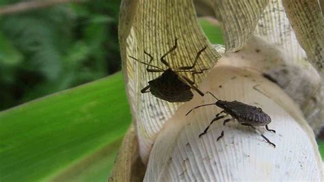 A­r­t­v­i­n­­i­ ­k­a­h­v­e­r­e­n­g­i­ ­k­o­k­a­r­c­a­ ­b­ö­c­e­ğ­i­ ­i­s­t­i­l­a­ ­e­t­t­i­:­ ­T­a­r­ı­m­d­a­ ­v­e­r­i­m­i­n­ ­d­ü­ş­m­e­s­i­n­e­ ­n­e­d­e­n­ ­o­l­d­u­